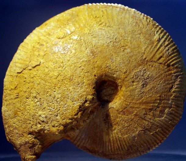Amonit (ośródka)