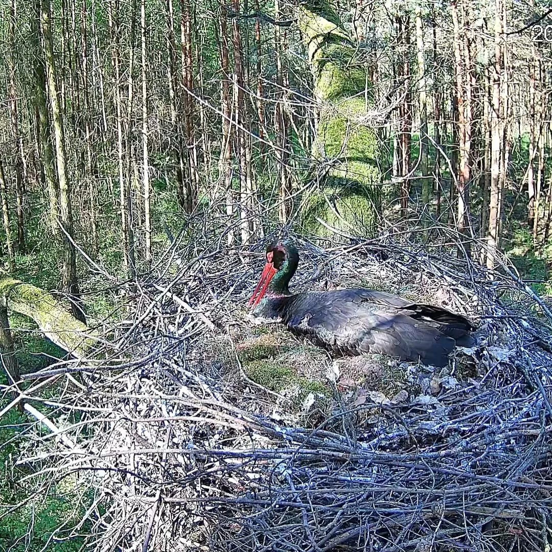 a black stork