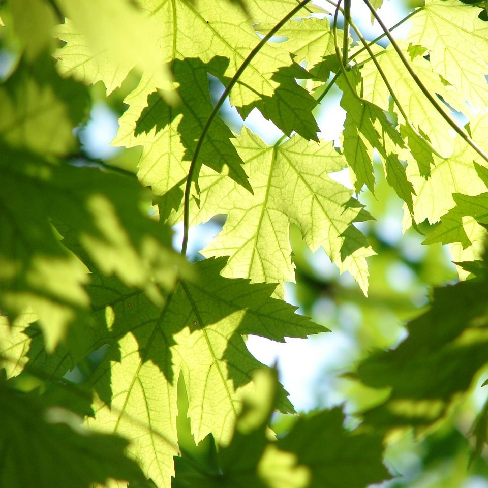 a decorative element: light green leaves