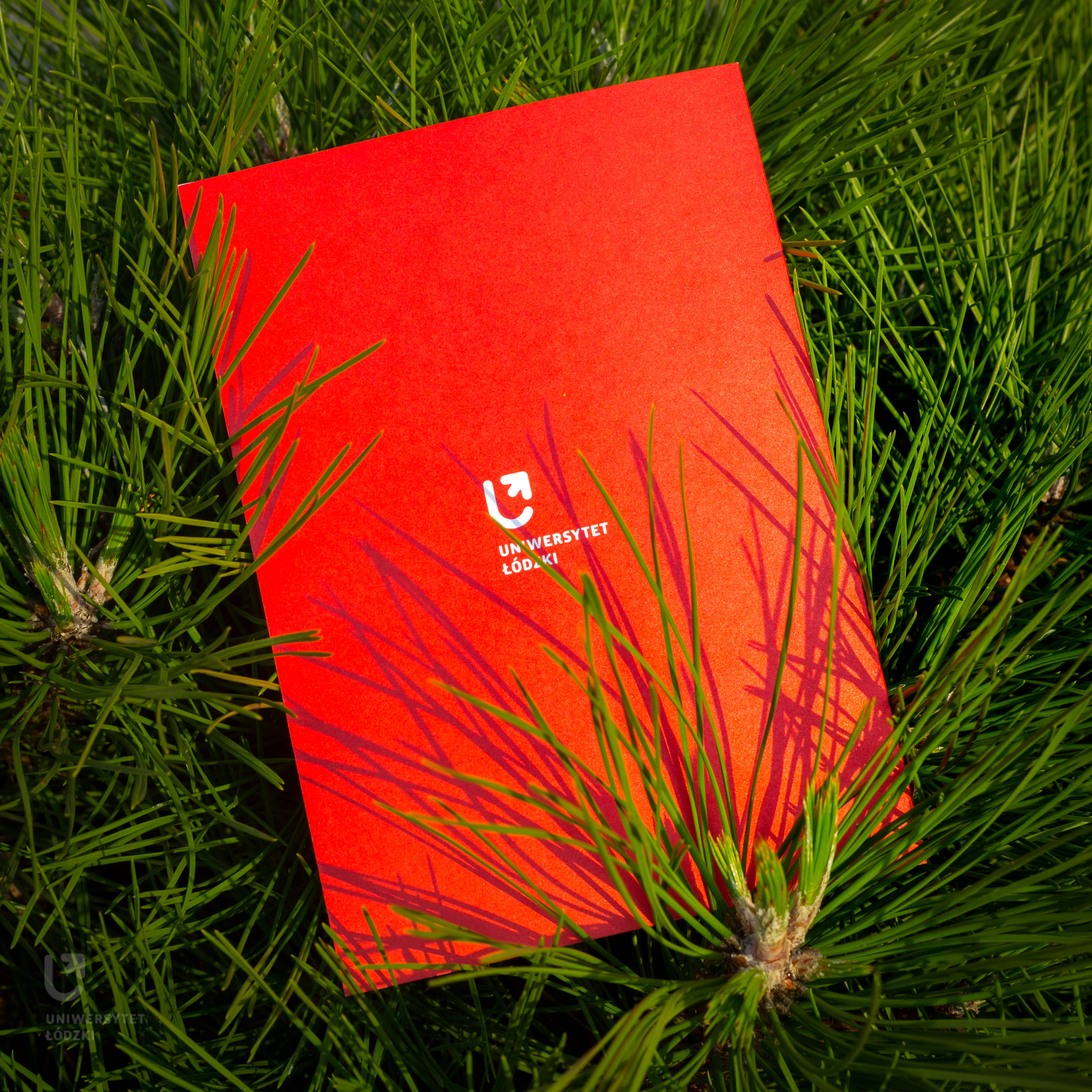back of the cards