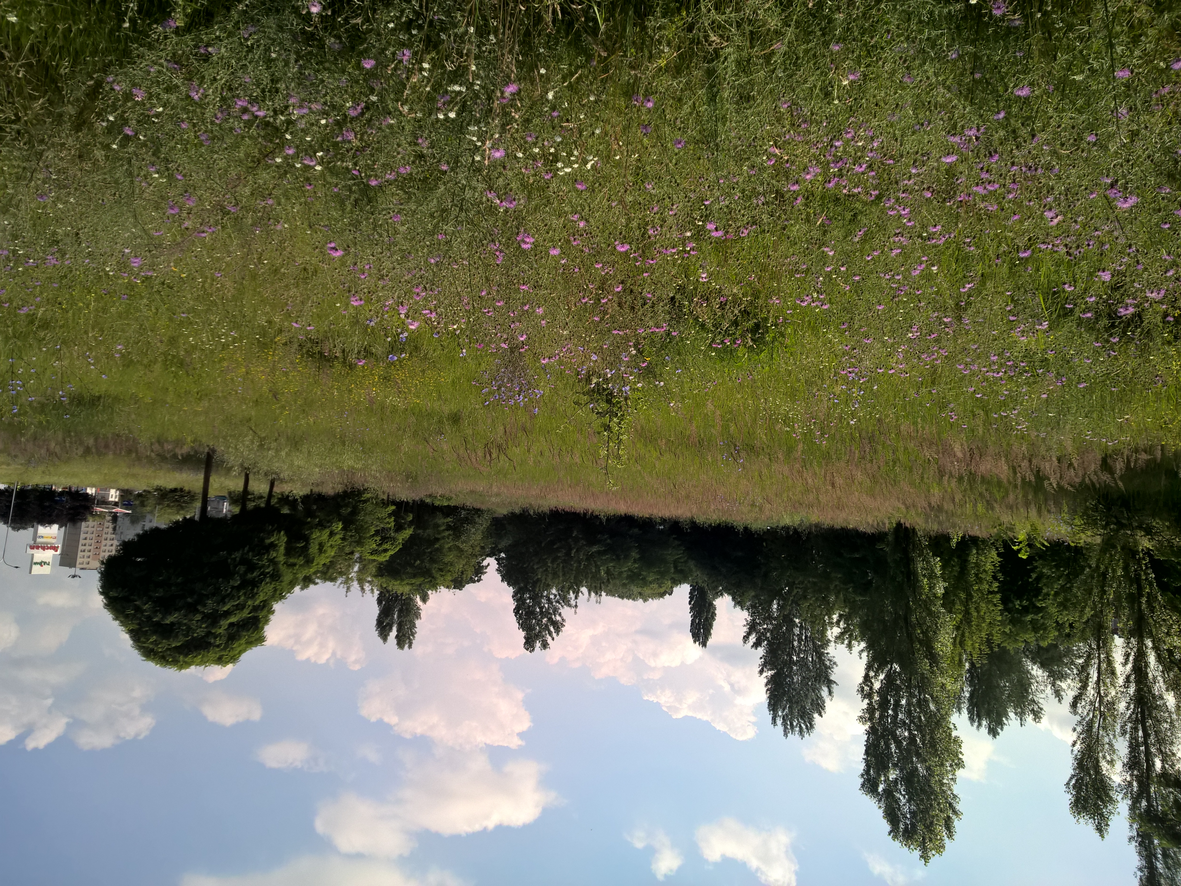 Urban wasteland - meadow in bloom